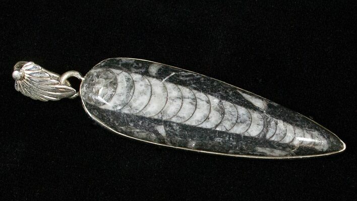 Fossil Orthoceras Pendant - Sterling Silver #16720